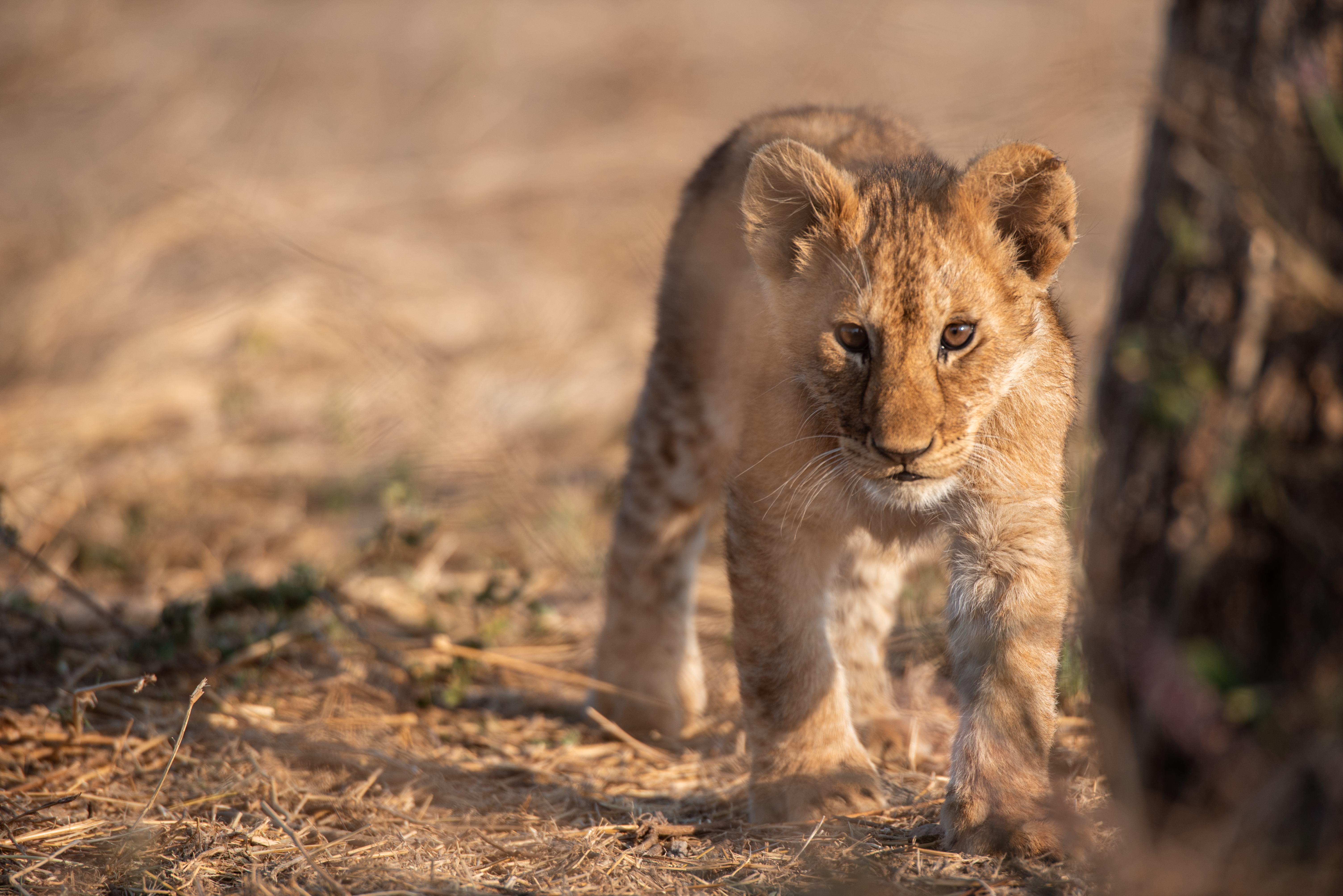 Chakapori Safaris - UNLEASH THE WILD