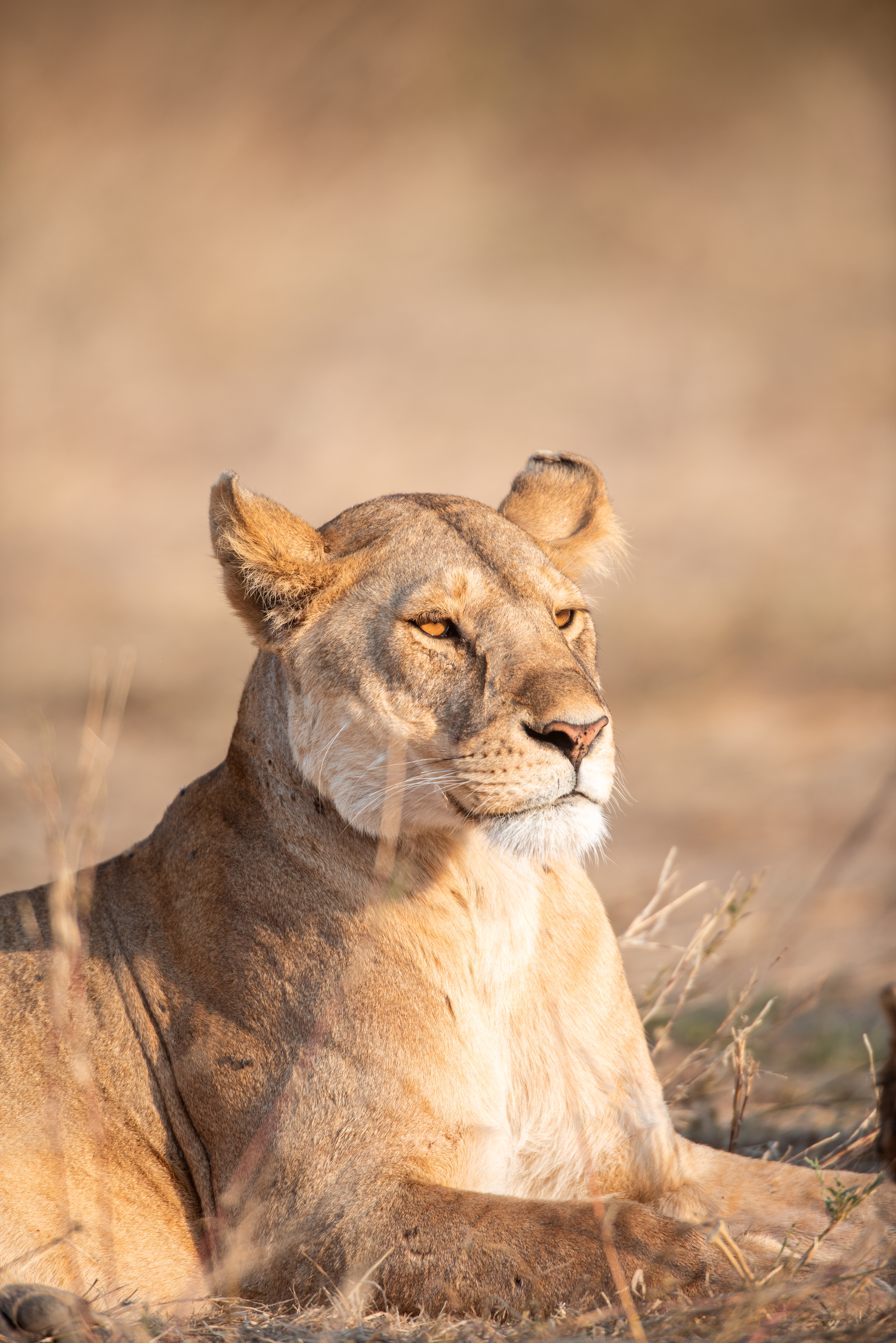 15-Day Photographic Safari