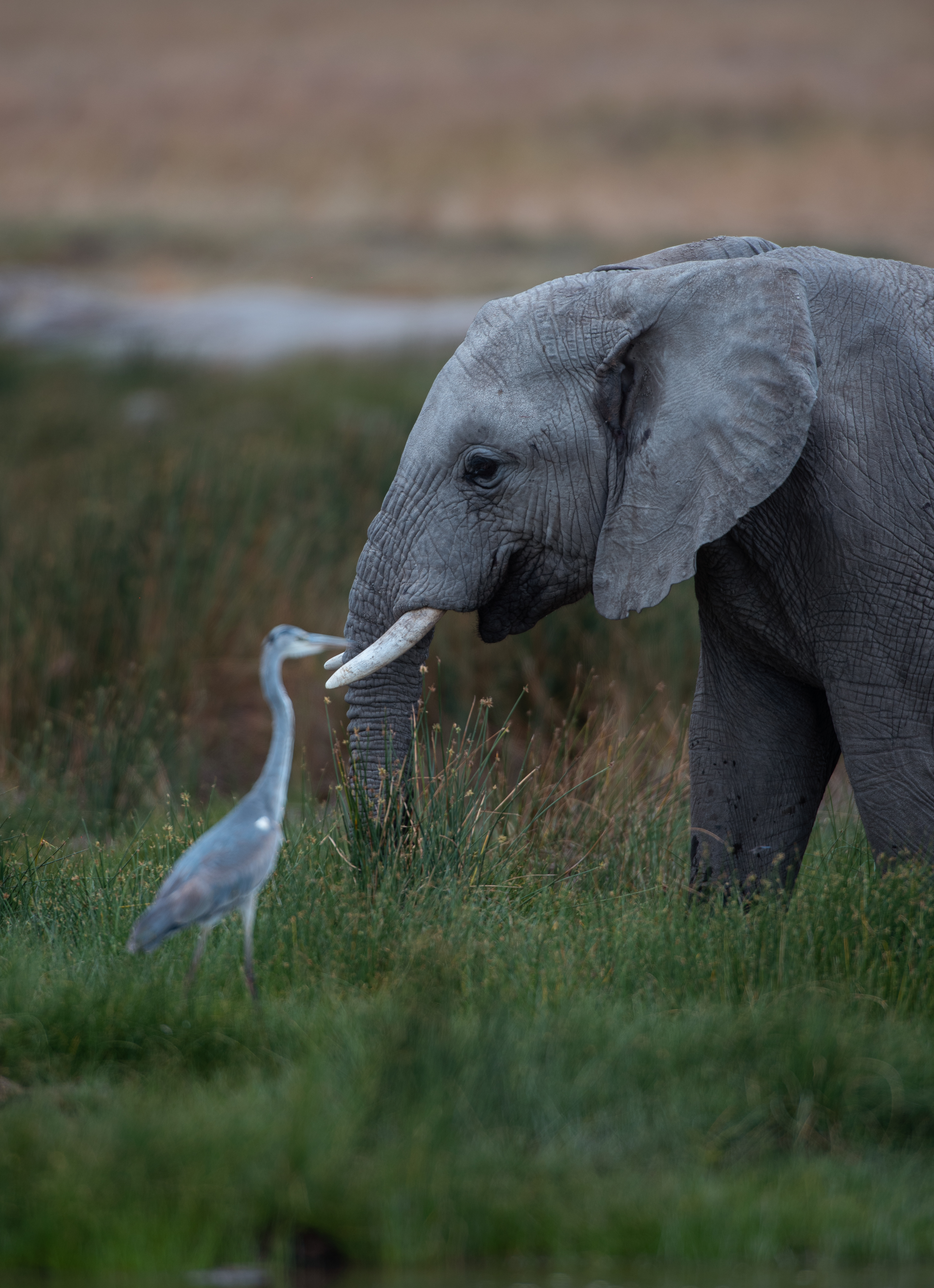 10-Day Great Migration & Mara River Crossing