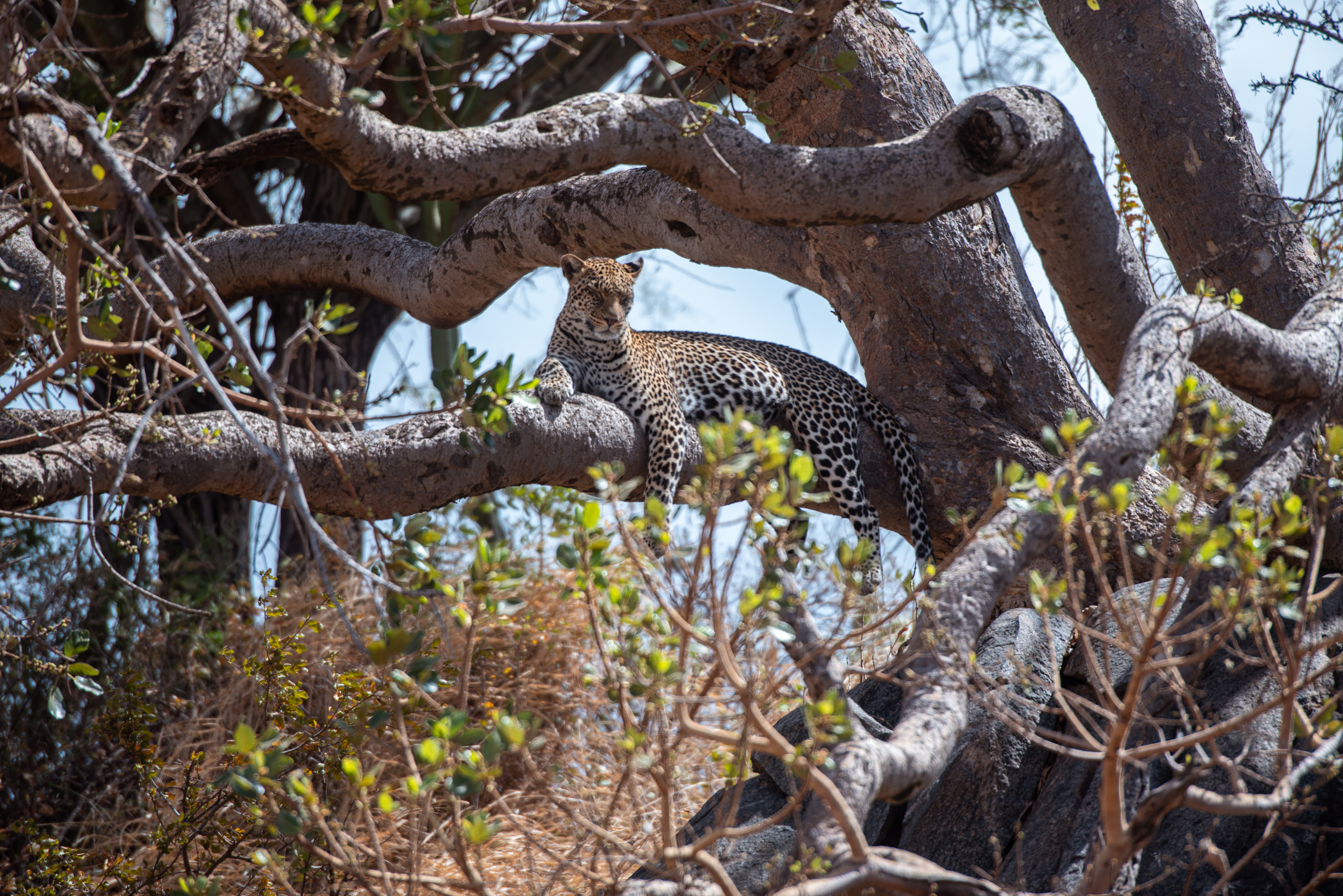 Chakapori Safaris - UNLEASH THE WILD