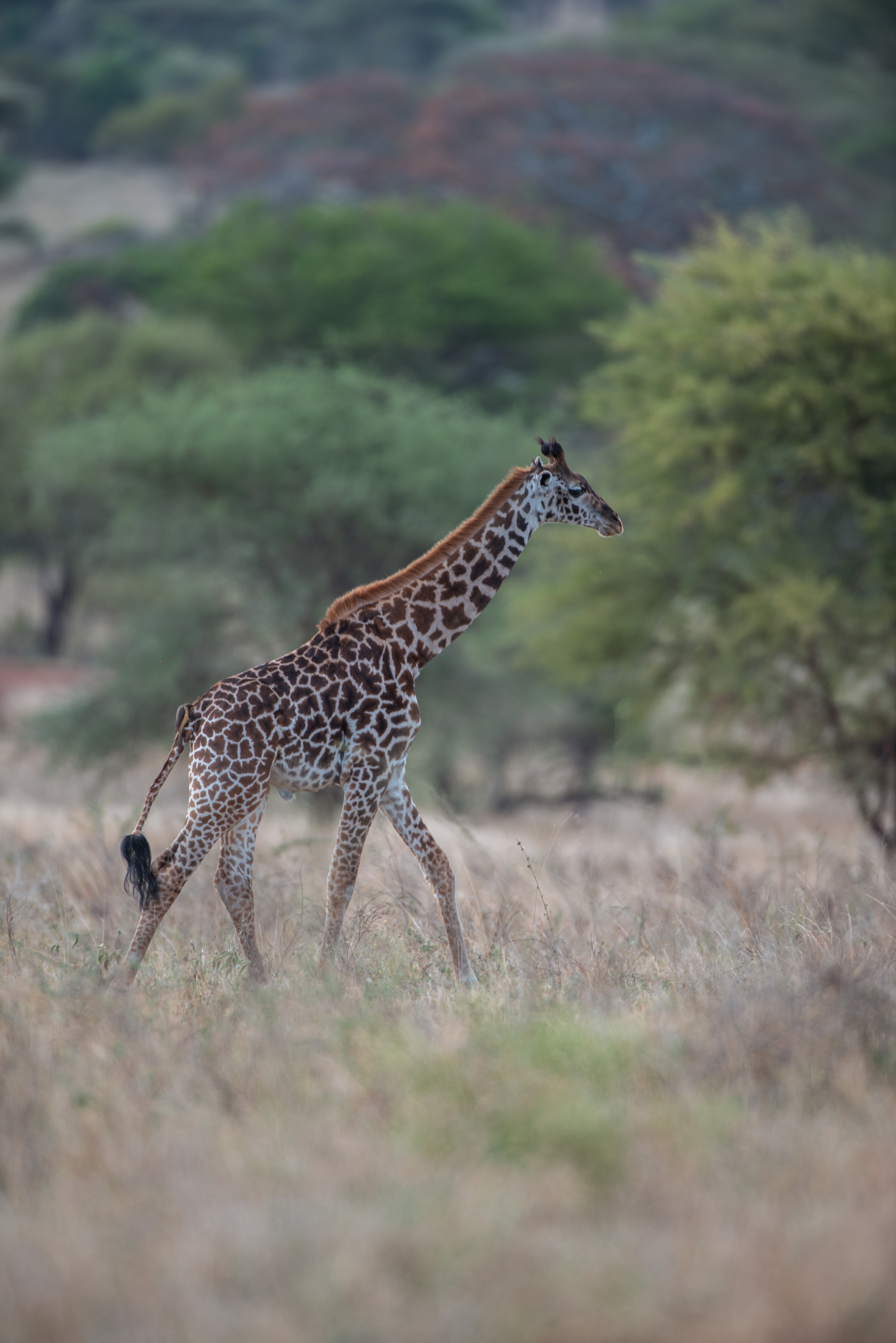 10-Day Calving Season Safari