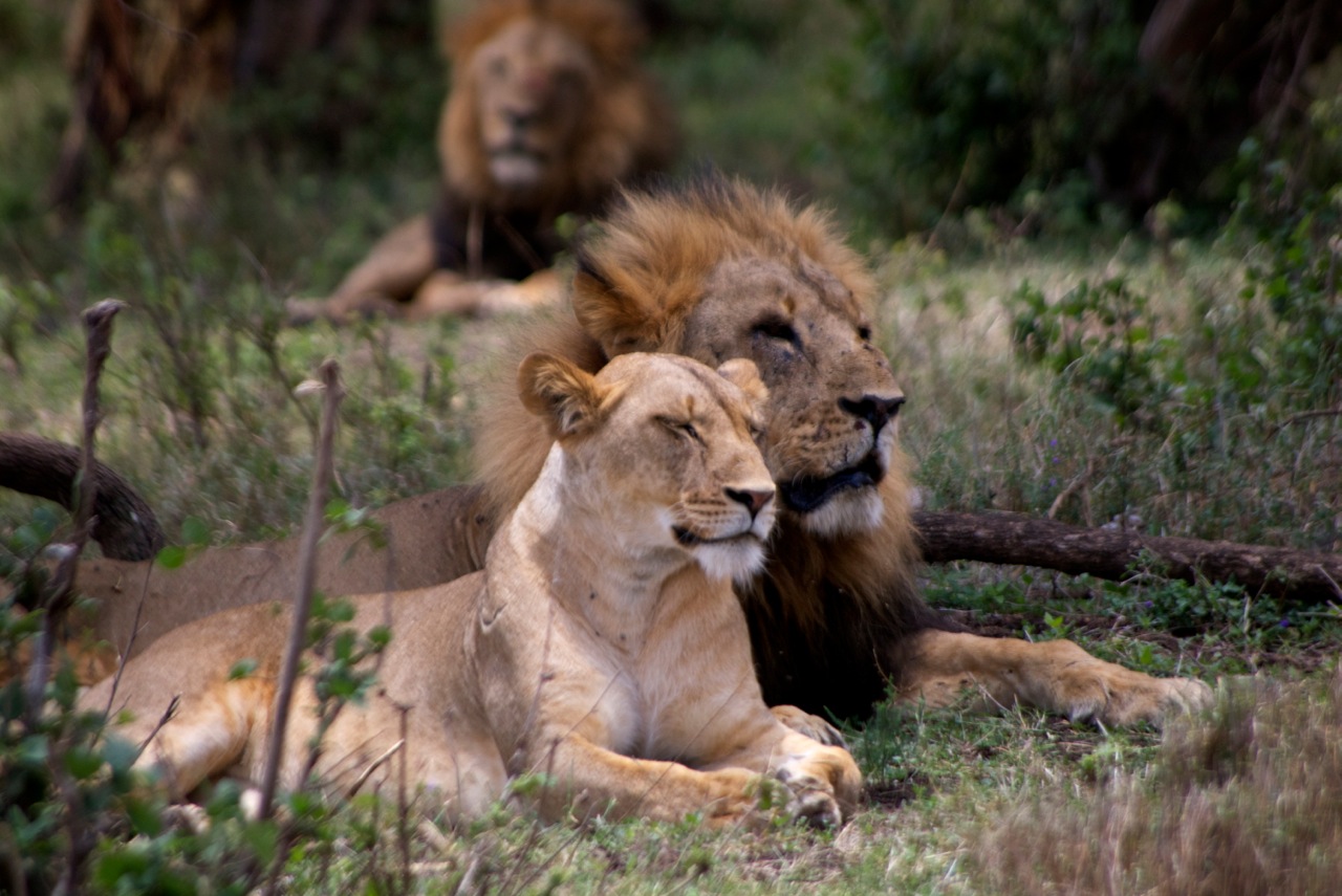 Akagera National Park