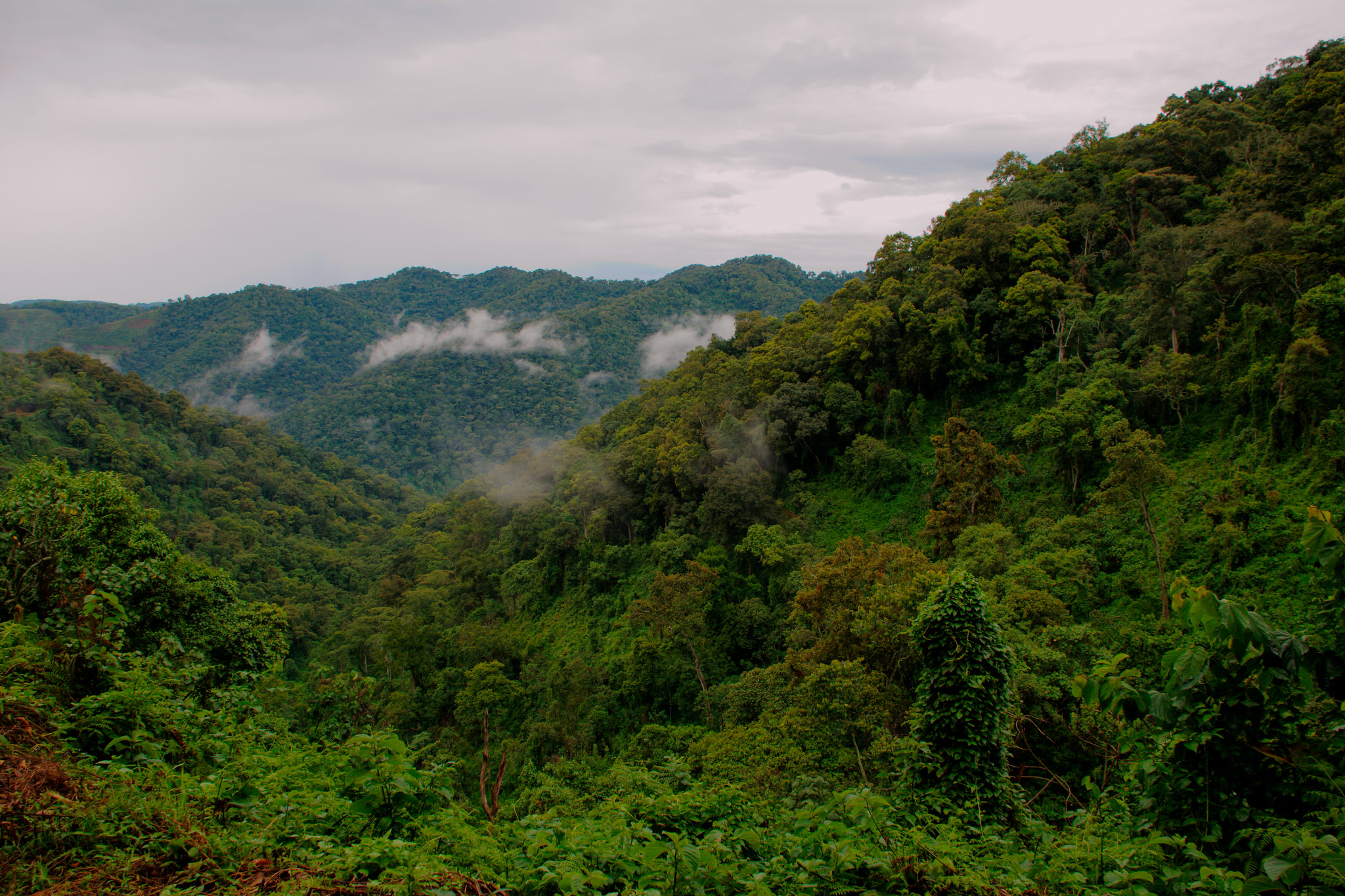 Bwindi Impenetrable National Park