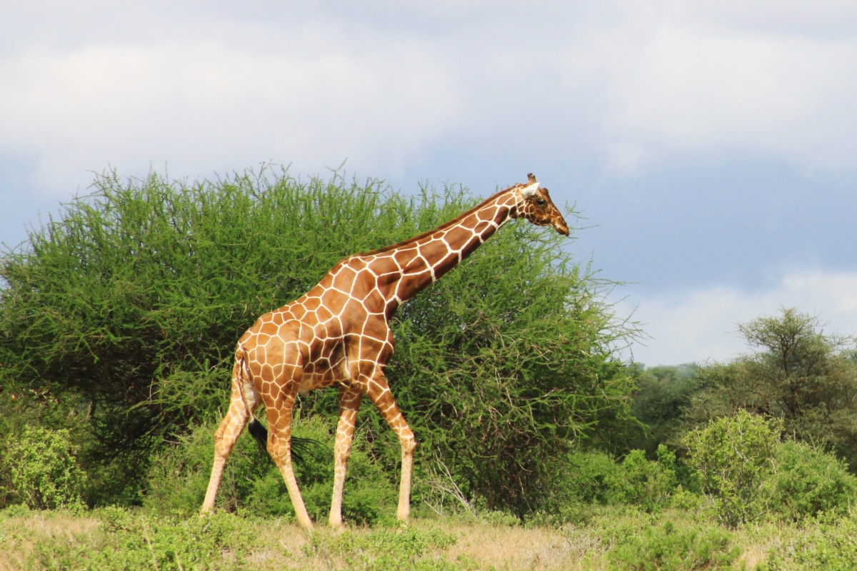 Samburu National Park