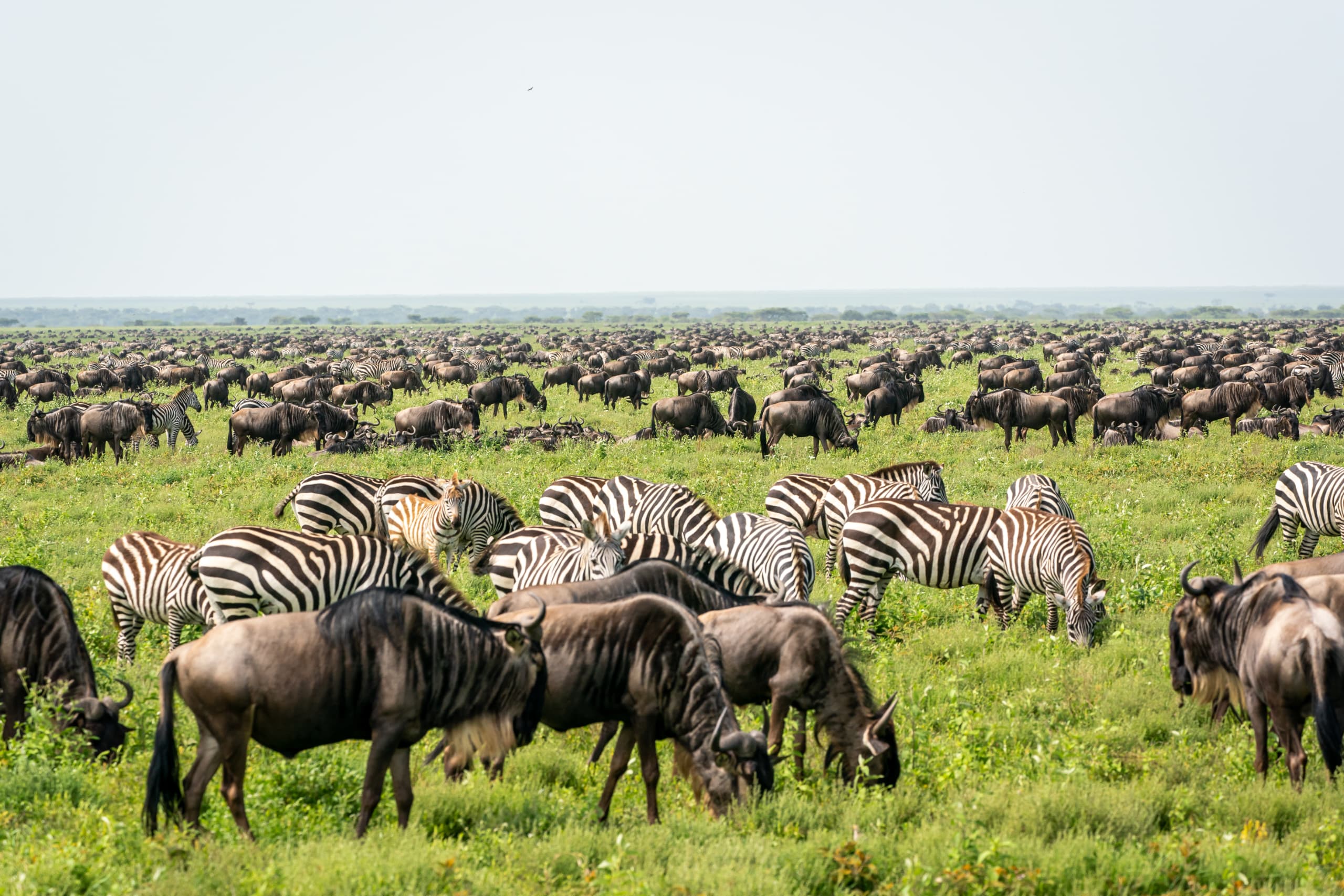 10-Day Great Migration & Mara River Crossing