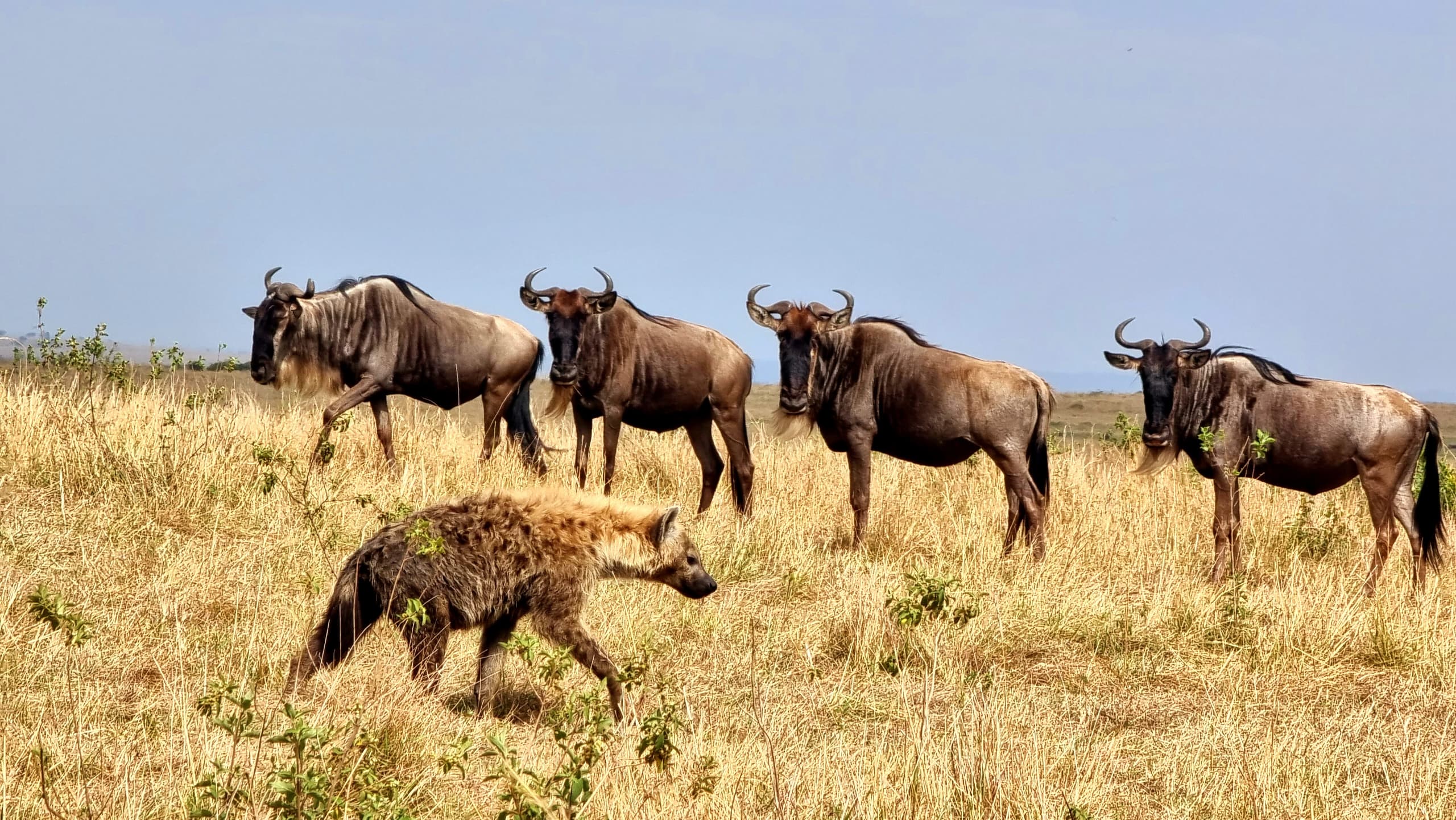 10-Day Calving Season Safari