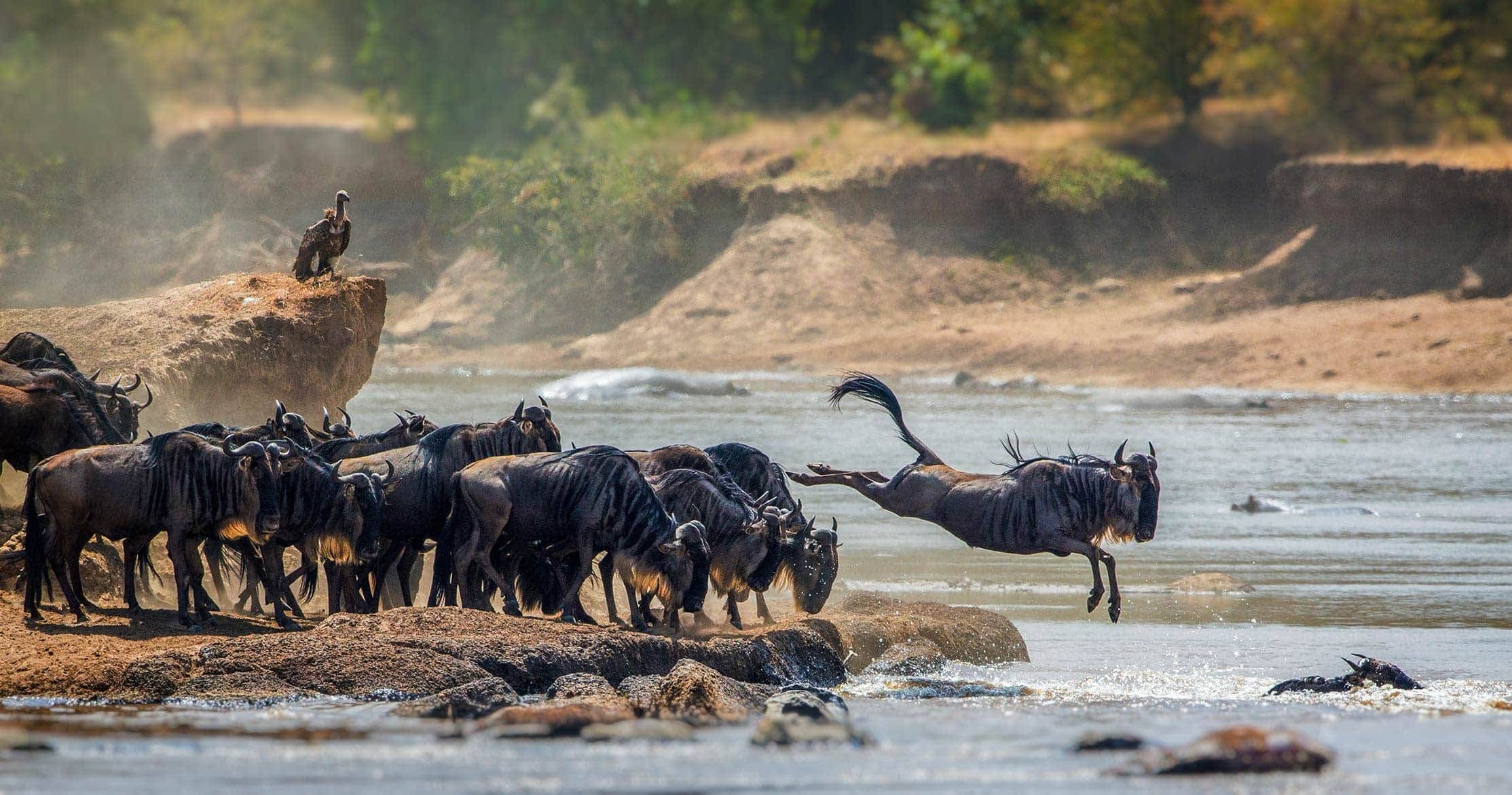 10-Day Great Migration & Mara River Crossing