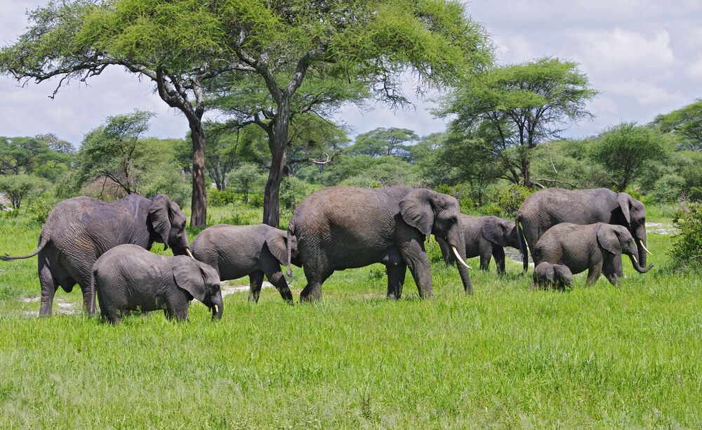 10-Day Family Safari