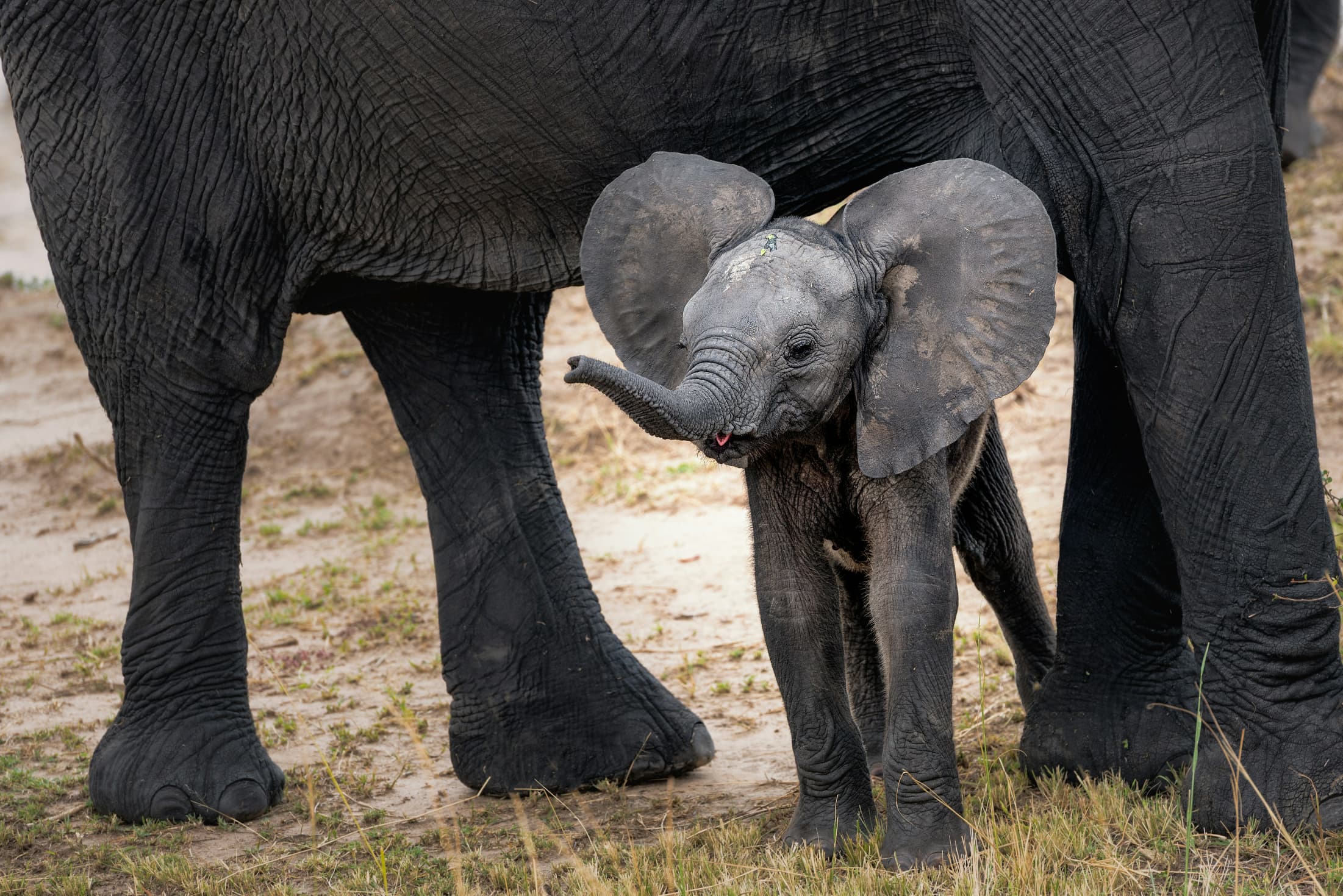 10-Day Calving Season Safari